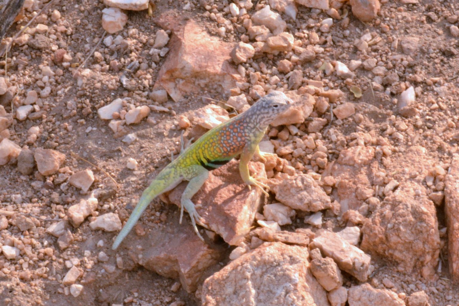 Lizard